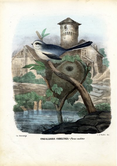 Mésange à longue queue, 1863-79 - Raimundo Petraroja